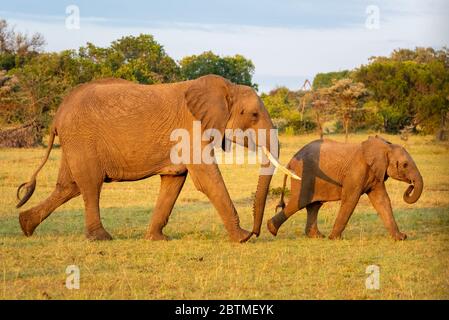 Elefante africano e vitello camminare attraverso cespugli Foto Stock