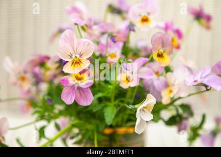 Una disposizione floreale di viola colorate pastello in una pentola di vetro contro uno sfondo di vimini intrecciato leggero Foto Stock