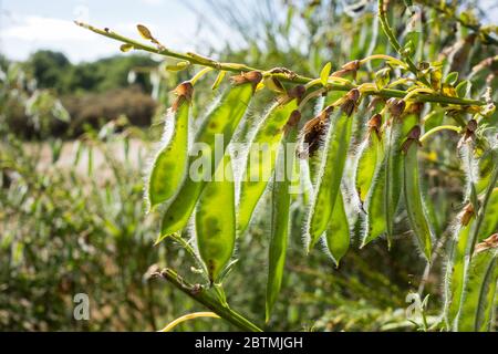 Semi di cialde o legumi di Cytisus scoparius o scotch scopa Foto Stock