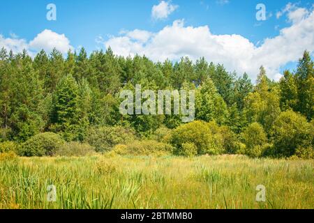 palude luogo pittoresco, lago sotto la palude Foto Stock