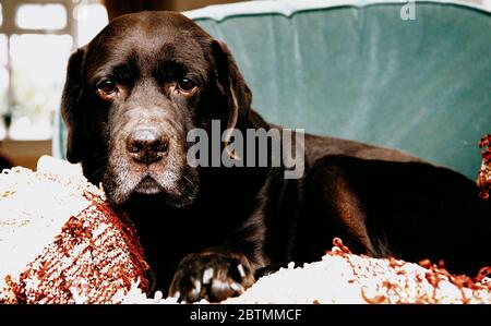 Cioccolato Labrador Retriever seduto su una sedia Foto Stock