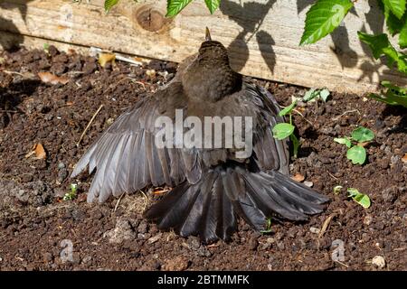 Una femmina Blackbird (Turdus merula) diffonde le ali per rinfrescarsi questa mattina mentre la temperatura aumenta nell'East Sussex, Foto Stock