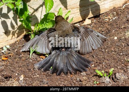 Una femmina Blackbird (Turdus merula) diffonde le ali per rinfrescarsi questa mattina mentre la temperatura aumenta nell'East Sussex, Foto Stock