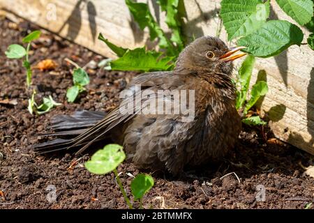 Una femmina Blackbird (Turdus merula) diffonde le ali per rinfrescarsi questa mattina mentre la temperatura aumenta nell'East Sussex, Foto Stock