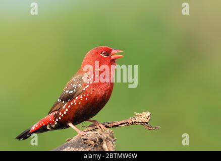 L'avadavat rosso, munia rosso o fringuello di fragola, è un uccello della famiglia degli Estrildidae. Foto Stock