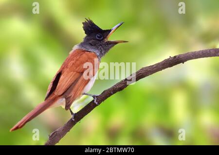 Il paradiso indiano flycatcher è un uccello passerino di medie dimensioni originario dell'Asia, dove è ampiamente distribuito. Foto Stock