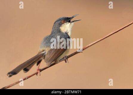 La pianura prinia, conosciuta anche come il wren-warbler semplice o bianco-bruno wren-warbler, è un piccolo guerriero cisticolid trovato nel sud-est asiatico. Foto Stock