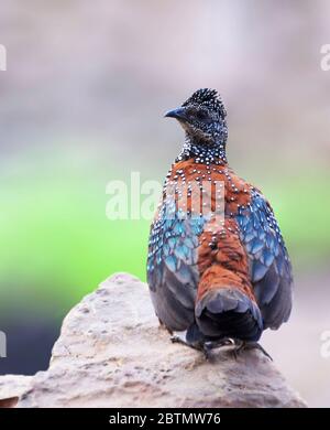 Lo spurfowl dipinto è un uccello della famiglia fagiano trovato in collina rocciosa e macchia foreste principalmente in India peninsulare. I maschi sono più luminosi Foto Stock