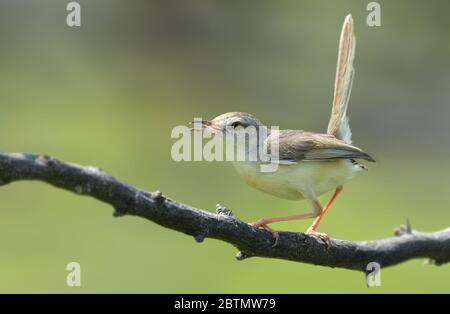 La pianura prinia, conosciuta anche come il wren-warbler semplice o bianco-bruno wren-warbler, è un piccolo guerriero cisticolid trovato nel sud-est asiatico. Foto Stock