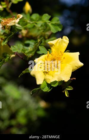 Rosa canarino Bird (Rosa xanthina 'Canary Bird') che cresce in un giardino. Inghilterra, Regno Unito. Foto Stock