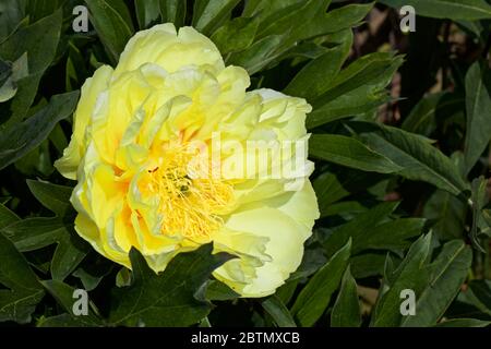 Peony 'Bartzella' - Itoh Peony Foto Stock