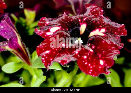 Petunia "Lightning Sky" Foto Stock