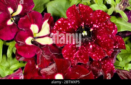 Petunia "Lightning Sky" Foto Stock