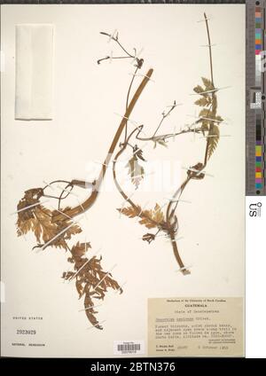 Osmorhiza mexicana Griseb. Foto Stock