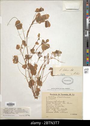 Oxalis tuberosa. 20 maggio 20191 Foto Stock