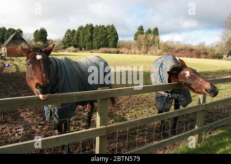 Due cavalli marroni che si trovano dietro il cancello del prigioniero in una fattoria di villaggio inglese. Cavallo carino e divertente. Foto Stock