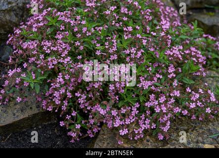 Saponaria ocimoides, il soapwort di roccia o Ted di tumbling Foto Stock