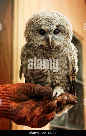 gufo carino con piume grigie e marroni seduto a portata di mano con guanto in pelle Foto Stock