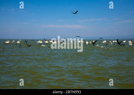 Gruppo di cormorani Reed e pellicani dal lago Naidava Foto Stock