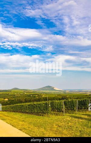 Vigneti vicino a Villany, Baranya, Ungheria meridionale Foto Stock