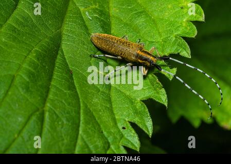 Un beetle dorato longhorn si siede su una foglia, Agapanthia villosoviridescans su una foglia, macro foto Foto Stock