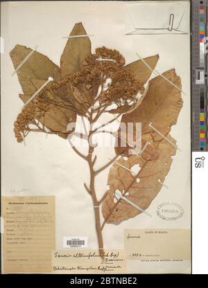 Senecio alternifolius SCH Bip ex Rusby Greenm. Foto Stock