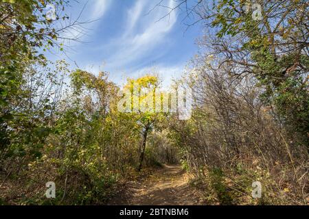 Sentiero forestale, circondato da ampi alberi di lievito nei colori gialli autunnali, nel bosco di Fruska Gora, un parco a Voivodina, in Serbia. Immagine o Foto Stock