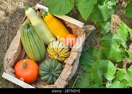 Scatola con zucche fresche e verdure di zucca raccolto sulla paglia in giardino Foto Stock