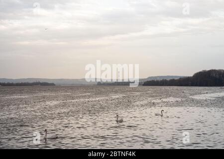 Belgrado sotto la pioggia visto da Zemun, su Zemunski kej, con un camino industriale sullo sfondo di fronte, sul fiume Danubio, e cigni in piedi io Foto Stock