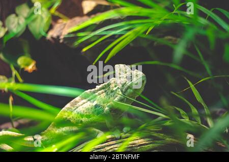 Un Chameleon che riposa su una diramazione al Sharjah Desert Park negli Emirati Arabi Uniti. Foto Stock