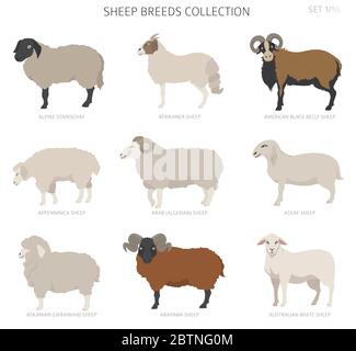 Raccolta delle razze ovine 1. Animali da fattoria. Design piatto. Illustrazione vettoriale Illustrazione Vettoriale