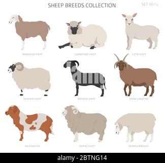 Raccolta delle razze ovine 10. Animali da fattoria. Design piatto. Illustrazione vettoriale Illustrazione Vettoriale