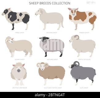 Raccolta delle razze ovine 7. Animali da fattoria. Design piatto. Illustrazione vettoriale Illustrazione Vettoriale