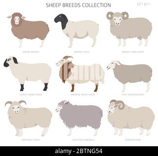 Raccolta delle razze ovine 6. Animali da fattoria. Design piatto. Illustrazione vettoriale Illustrazione Vettoriale