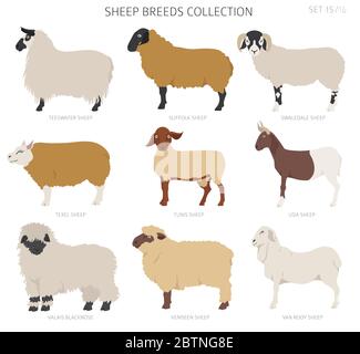 Raccolta delle razze ovine 15. Animali da fattoria. Design piatto. Illustrazione vettoriale Illustrazione Vettoriale