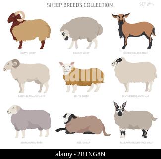 Raccolta delle razze ovine 2. Animali da fattoria. Design piatto. Illustrazione vettoriale Illustrazione Vettoriale