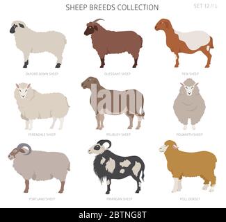 Raccolta delle razze ovine 12. Animali da fattoria. Design piatto. Illustrazione vettoriale Illustrazione Vettoriale