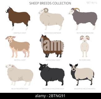 Raccolta di razze ovine 16. Animali da fattoria. Design piatto. Illustrazione vettoriale Illustrazione Vettoriale