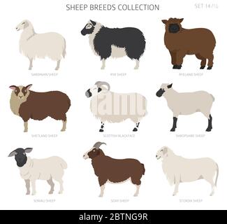 Raccolta delle razze ovine 14. Animali da fattoria. Design piatto. Illustrazione vettoriale Illustrazione Vettoriale