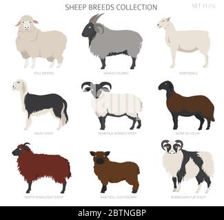 Raccolta delle razze ovine 11. Animali da fattoria. Design piatto. Illustrazione vettoriale Illustrazione Vettoriale