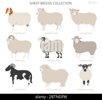 Raccolta delle razze ovine 5. Animali da fattoria. Design piatto. Illustrazione vettoriale Illustrazione Vettoriale