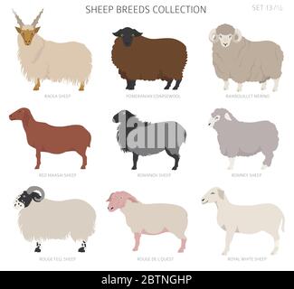 Raccolta delle razze ovine 13. Animali da fattoria. Design piatto. Illustrazione vettoriale Illustrazione Vettoriale