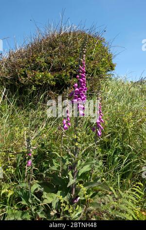 Foxguants che cresce in thicket accanto al percorso costiero Foto Stock