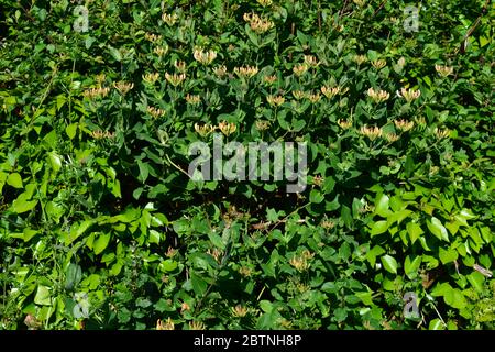 Hedgerow con Sticky Willy e Wild Honeysuckle in fiore, noto anche come Lonicera periclymenum Foto Stock