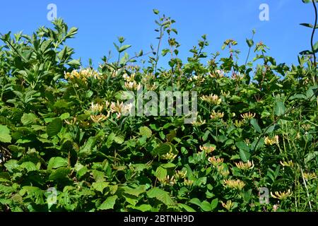 Hedgerow con Sticky Willy e Wild Honeysuckle in fiore, noto anche come Lonicera periclymenum Foto Stock