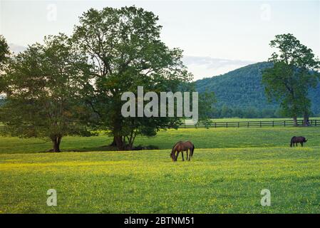 Nelle Blue Ridge Mountains, i cavalli pascolano pacificamente in prima serata in un pascolo di coppe con querce e una montagna sullo sfondo. Foto Stock