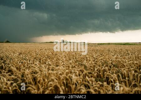 Campo di grano con spighe di mais mature dorate contro un cielo scuro tempestoso. Mietitura in autunno, rischio di rottura del prodotto Foto Stock