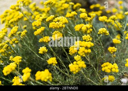 In un campo primavera fiorisce la stoechas di elichrysum. Foto Stock