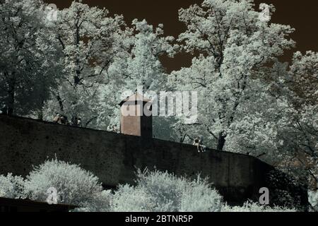 immagine a infrarossi - collina di lindenhof - città di zurigo - svizzera Foto Stock