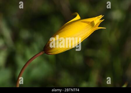 Tulipano selvatico Tulipa sylvestris aka tulipano di bosco Foto Stock